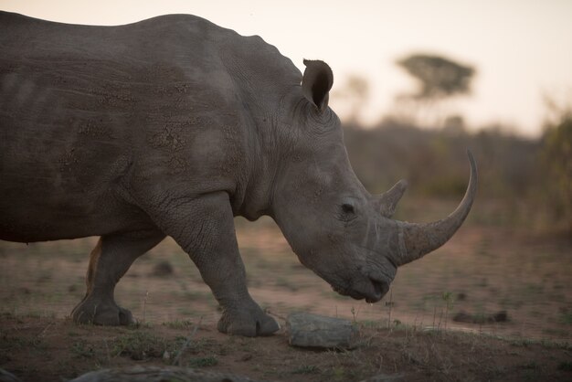 Rinoceronte africano caminando por el campo con un fondo borroso