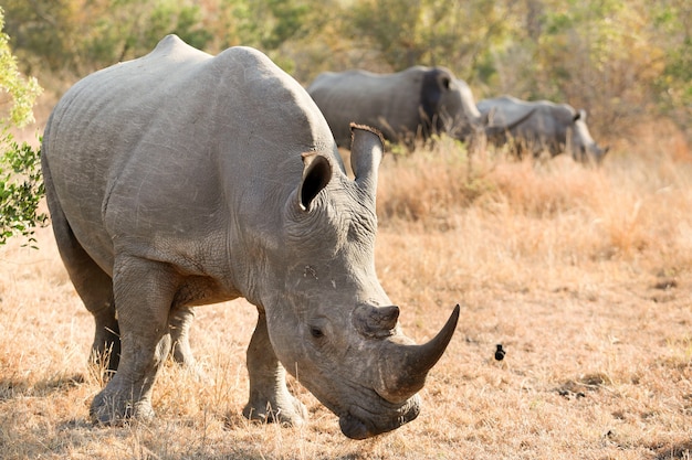Rinoceronte blanco africano con cuerno grande en Safari en Sudáfrica