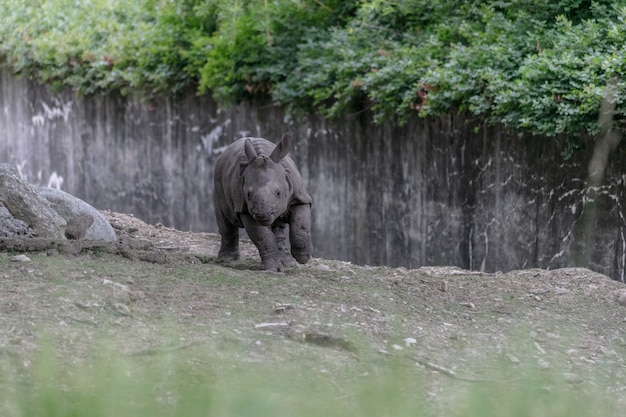 Foto gratuita rinoceronte blanco corriendo por un zoológico rodeado de vallas de madera y vegetación