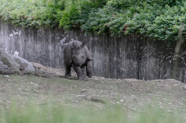 Rinoceronte blanco corriendo por un zoológico rodeado de vallas de madera y vegetación