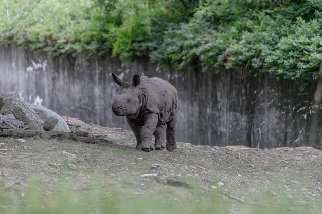 Rinoceronte blanco corriendo por un zoológico rodeado de vallas de madera y vegetación