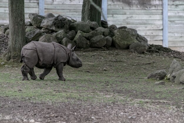 Rinoceronte blanco corriendo por un zoológico rodeado de vallas de madera y vegetación