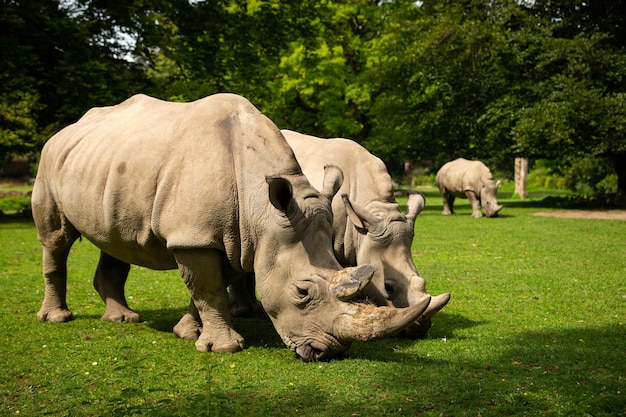 Foto gratuita rinoceronte blanco en el hermoso hábitat de la naturaleza animales salvajes en cautiverio especies prehistóricas y en peligro de extinción en el zoológico