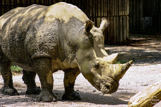 Un rinoceronte fangoso en un zoológico.