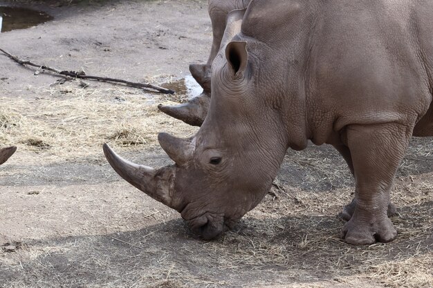 Rinoceronte gris pastando durante el día