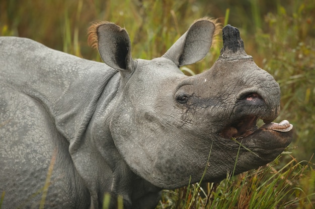 Rinoceronte indio en Asia rinoceronte indio o un rinoceronte de cuernos unicornis con hierba verde