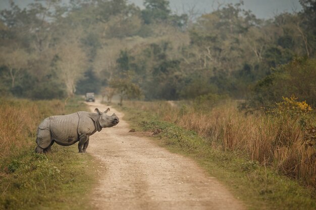 Rinoceronte indio en Asia rinoceronte indio o un rinoceronte de cuernos unicornis con hierba verde