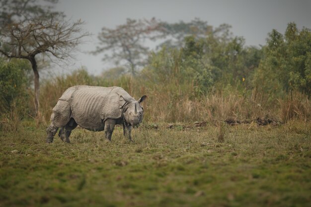 Rinoceronte indio en Asia rinoceronte indio o un rinoceronte de cuernos unicornis con hierba verde