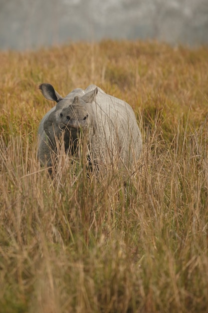 Rinoceronte indio en Asia rinoceronte indio o un rinoceronte de cuernos unicornis con hierba verde