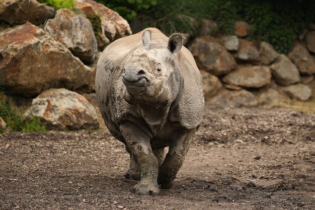 Rinoceronte indio en la hermosa naturaleza en busca de hábitat