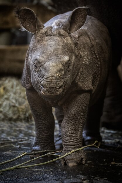 Rinoceronte indio en peligro de extinción rhinoceros unicornis