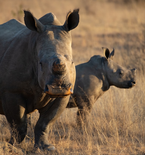 Foto gratuita rinoceronte con su hijo en un campo cubierto de hierba seca bajo la luz del sol durante el día
