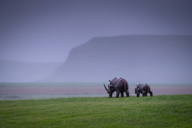 Rinocerontes caminando en un valle