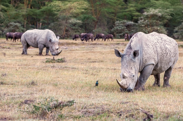 Rinocerontes en la sabana