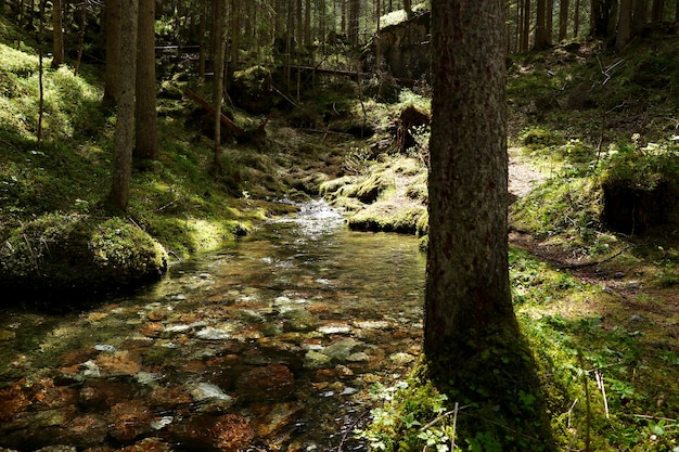 Río angosto en un bosque rodeado de hermosos árboles verdes