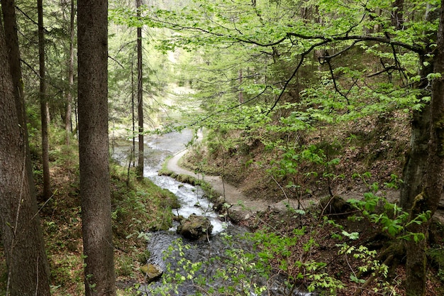 Río angosto en un bosque rodeado de hermosos árboles verdes