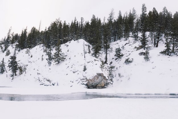 Río en el bosque nevado