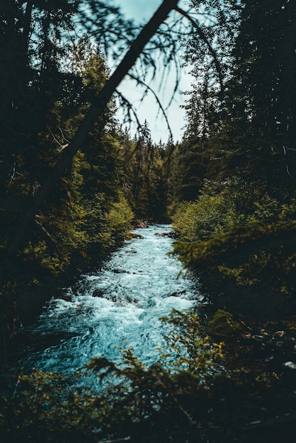 Río entre bosque