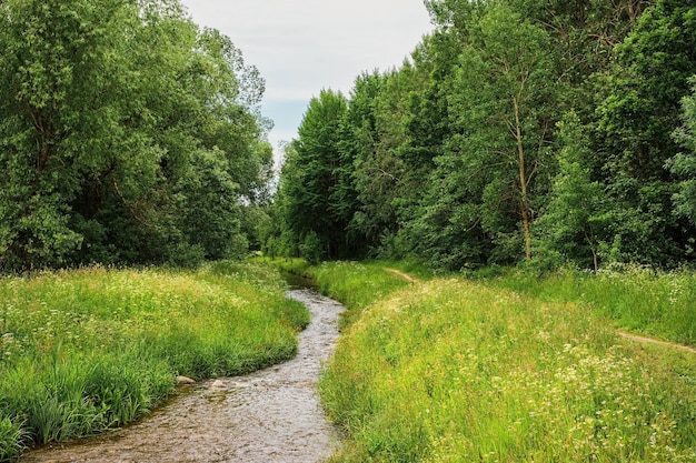 Río en el camino del bosque verde al lado del parque del río en tiempo nublado Hierbas florecientes en un prado de agua en junio banner de vacaciones de verano del norte o idea de fondo