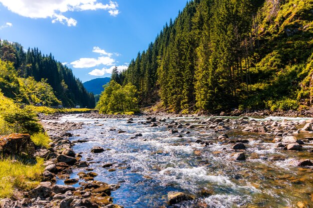 Río cerca de un bosque en Noruega