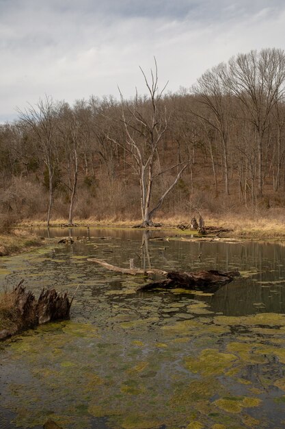 Río cubierto de musgo rodeado de pasto seco y árboles desnudos bajo un cielo nublado