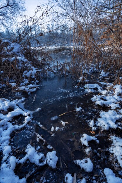 Río cubierto de nieve y plantas silvestres en Maksimir, Zagreb, Croacia.