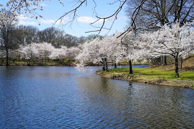 Foto gratuita río panorámico bordeado de hermosos cerezos en flor en otoño