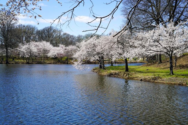 Río panorámico bordeado de hermosos cerezos en flor en otoño