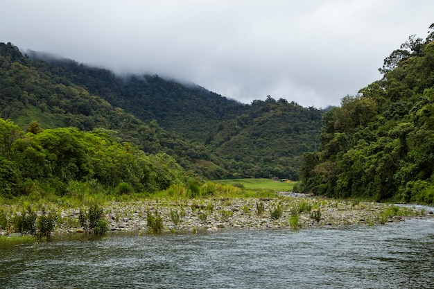 Río que fluye lentamente en la selva tropical en costa rica