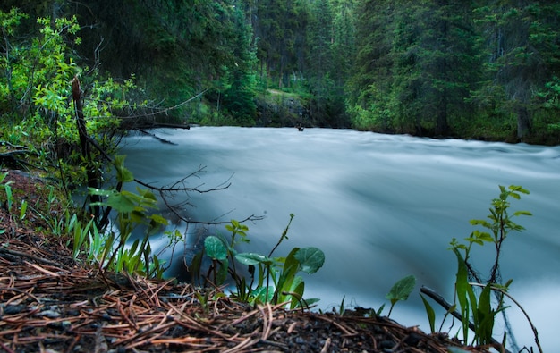 Foto gratuita río que fluye rodeado de altos árboles verdes en el bosque durante el día