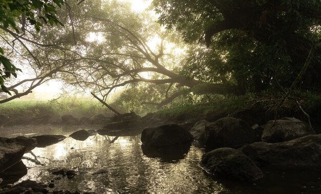 Río con rápidos en la niebla en el bosque por la mañana al amanecer.