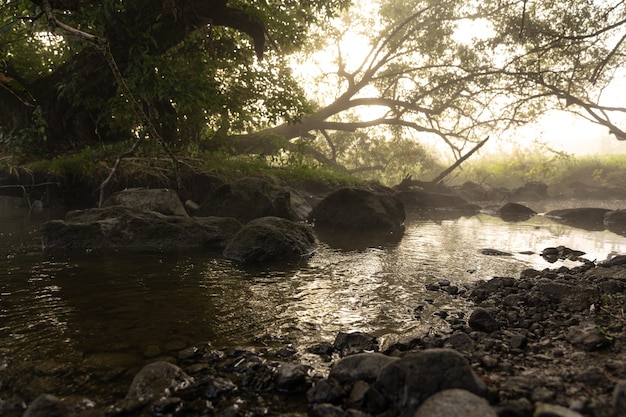 Río con rápidos en la niebla en el bosque por la mañana al amanecer.