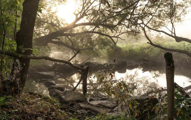 Río con rápidos en la niebla en el bosque en una mañana de otoño temprano