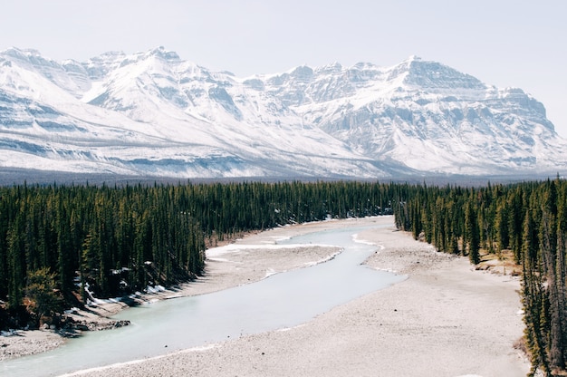 Foto gratuita río rodeado por los árboles bajo las montañas cubiertas de nieve en invierno