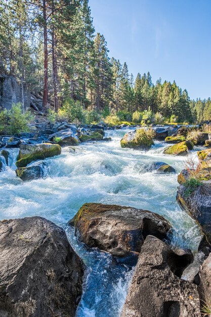 Río rodeado de flores en otoño durante el día