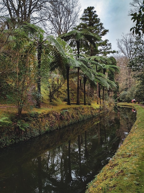 Río en la selva con palmeras.