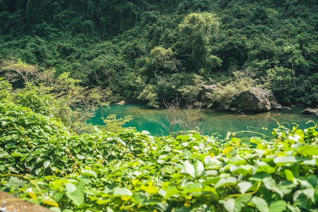 Foto gratuita río verde en medio de un bosque