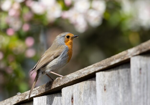 Robin encaramado sobre la valla de madera