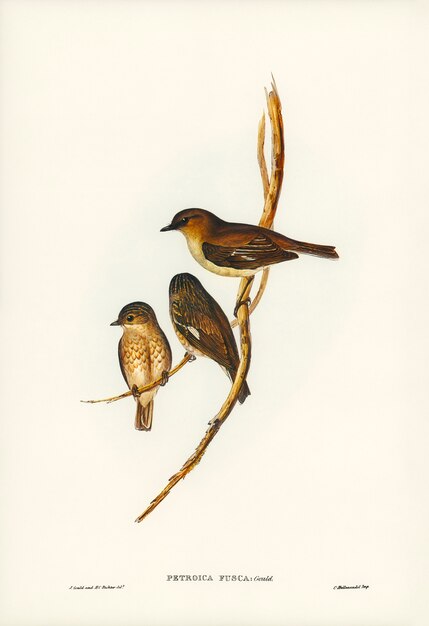 Robin oscuro (Petroica fusca) ilustrado por Elizabeth Gould (