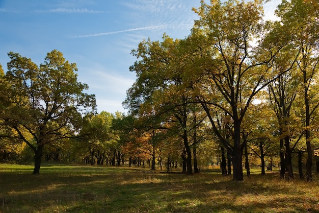 Roble en septiembre