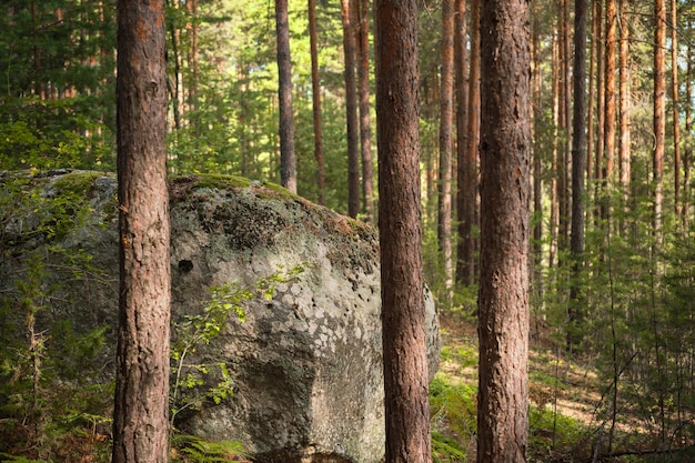 Roca de granito en un bosque de pinos, idea para fondo o salvapantallas, baños en el bosque, recreación al aire libre