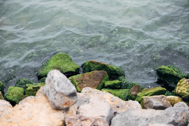 Foto gratuita rocas y algas costeras