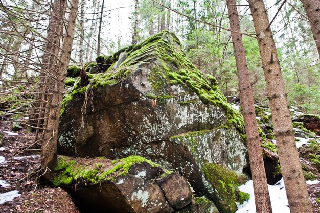 Rocas de Dovbush en bosque verde en las montañas de los Cárpatos