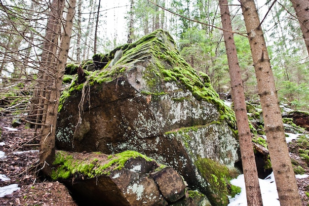 Rocas de Dovbush en bosque verde en las montañas de los Cárpatos