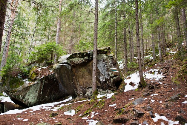 Rocas de Dovbush en bosque verde en las montañas de los Cárpatos