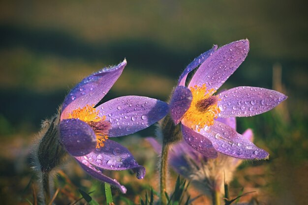 &quot;Rocío en las flores púrpuras&quot;