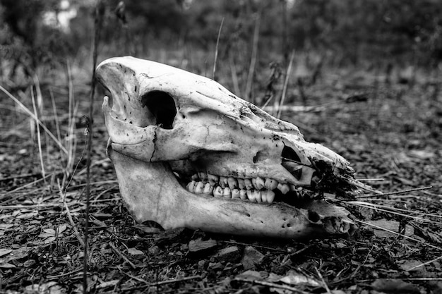 Rodada en blanco y negro de un cráneo de animal en el suelo