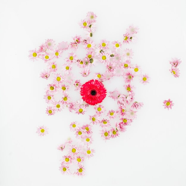 Rojo y varias otras flores aisladas sobre fondo blanco