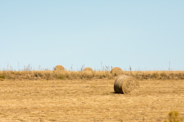 Rollos o fardos de heno en un vasto campo abierto