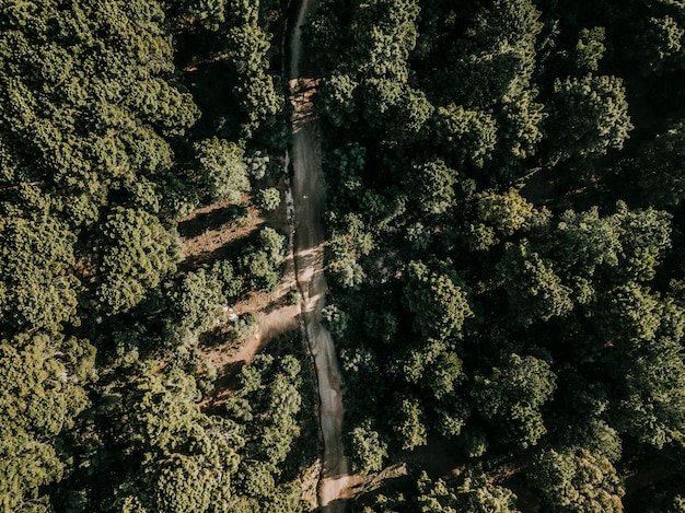 Foto gratuita ronda rural rodeada de árboles tropicales verdes